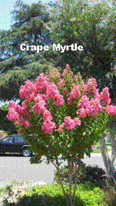 Lynn and Susan Purdys plants